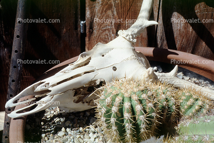 Cattle Skull, Cactus, Desert