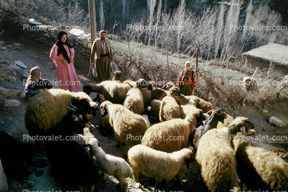 Sheep and Women, Sheepherder