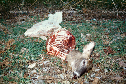 eaten deer, carcass