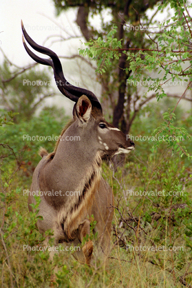 Kudu Bull, Tragelaphus strepsiceros