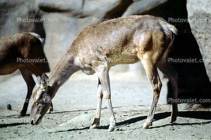 Bactrian Wapiti, (Cervus elaphus), Buckhorom Red Deer, Ruminantia, Cervidae, Cervinae, central Asia, extremely endangered