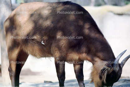 African Forest Buffalo, (Syncerus caffer nanus), Cetartiodactyla, Bovidae, Bovinae, central and western Africa
