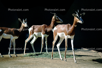 Mhorr's Gazelle, (Gazella dama mhorr), Bovidae, Antilopinae, antelope, endangered, Saharan desert of Africa