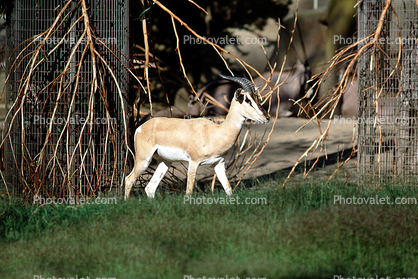 Nubian Soemmerring's Gazelle, (Nanger soemmerringii soemmerringii), Bovidae, Antilopinae, Ethiopia