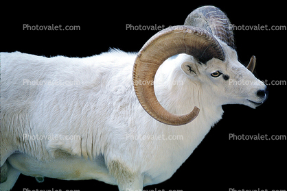 Dall's Sheep, (Ovis dalll dalll), Bovidae, Caprinae, Alaska, northwestern Canada, ram