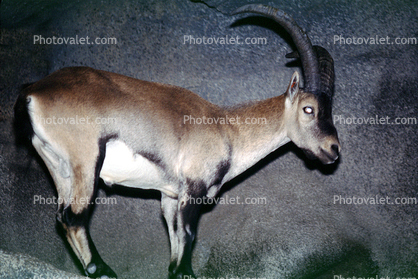 Spanish Ibex, (Capra pyrenaioa hispanloa), Bovidae, Iberian Peninsula