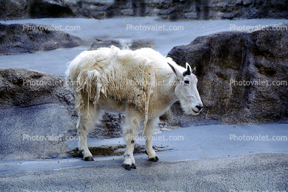 Rocky Mountain Goat, (Oreamnos americanus), Bovidae, Caprinae