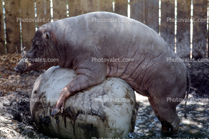 Babirusa, (Babyrousa babyrussa)