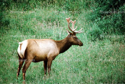 Reindeer