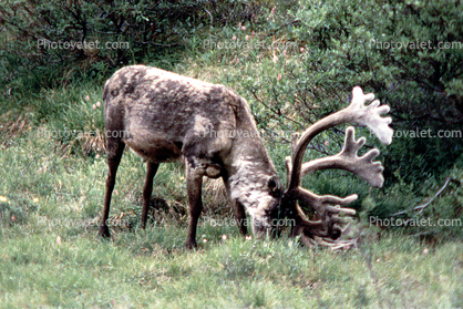 Reindeer, Antlers