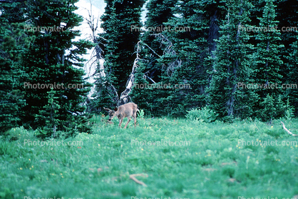 Moose, female