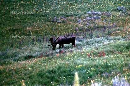 Bull Moose, fields, flowers