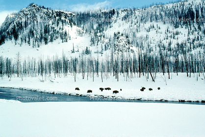 Buffalo in the Snow, Yellowstone, Winter, River