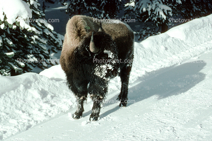 Buffalo in the Snow, Yellowstone, Winter