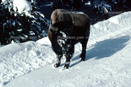 Buffalo in the Snow, Yellowstone