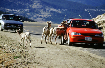 Mountain Goats, Cars, vehicles, automobiles