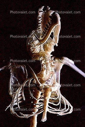 Little Brown Bat, (Myotis lucifugus), Bones, Skeleton, Skull