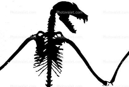 Lyle's flying fox silhouette, (Pteropus lylei), Bones, Skeleton, Skull silhouette, logo, shape