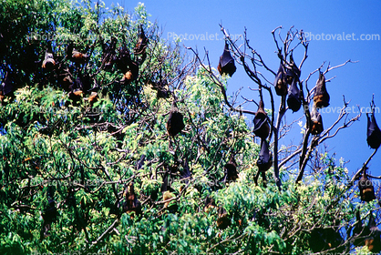 Bats Hanging from a Tree