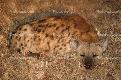 Africa, Hyena
