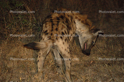 Hyena, Africa