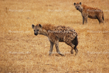 Hyena, Africa