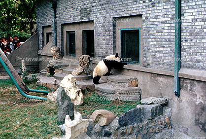 Panda Bear, Beijing Zoo