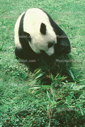Panda Bear, (Ailuropoda melanoleuca), Ursidae