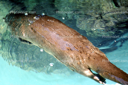 North American River Otter, (Lontra canadensis), Mustelidae, Lutrinae
