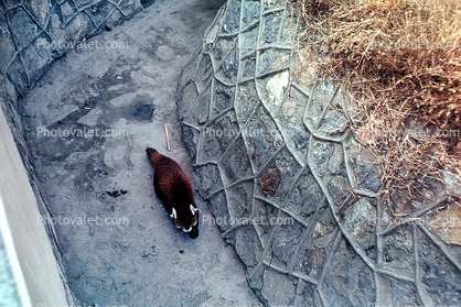 Red Panda, (Ailurus fulgens), Ailuridae, arboreal