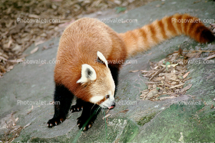 Red Panda, (Ailurus fulgens), Ailuridae, arboreal