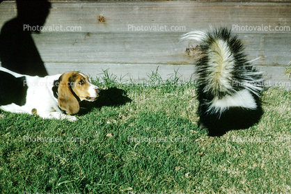 Skunk, Beagle