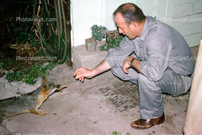 Red Fox, man, male, feeding