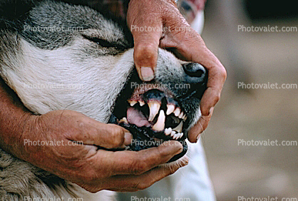 Teeth, Fangs, Wolf and Husky, Wolves, Alaska