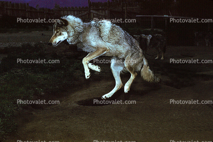 Wolf and Husky, Wolves, Alaska