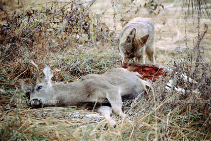 Coyote eating a deer