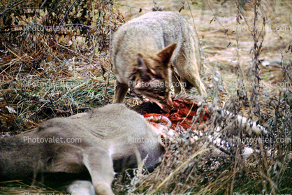 Coyote, Coyote eating a deer