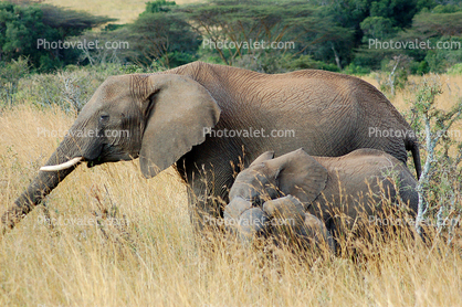 African Elephants, baby, tusk, ivory