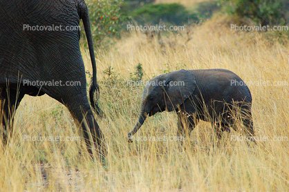 African Elephant baby