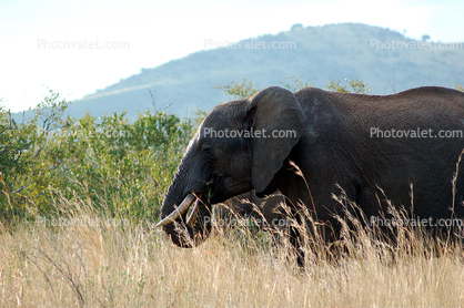 African Elephant tusk, ivory