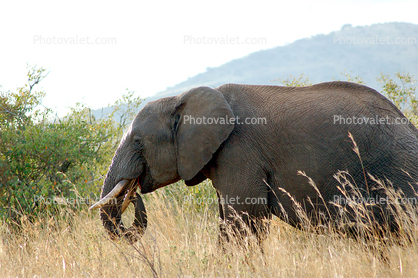 African Elephants tusk, ivory