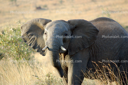 African Elephants, tusk, ivory