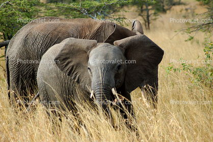 African Elephants, baby