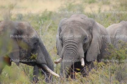 Tusks, African Elephants, ivory