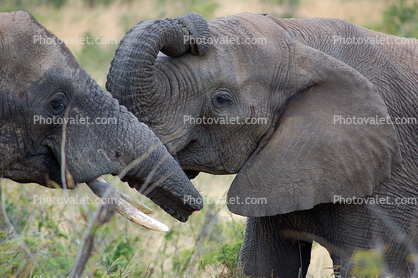 Tusks, African Elephants, ivory