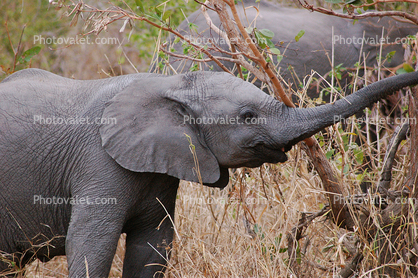baby African Elephant