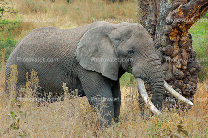 Ivory Tusks, African Elephant