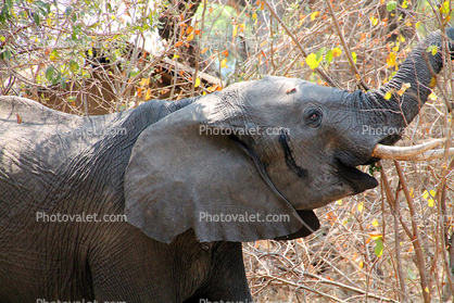 African bush elephant (Loxodonta africana), Katavi National Park, baby, Ivory Tusks