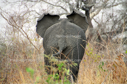 African bush elephant (Loxodonta africana), Katavi National Park