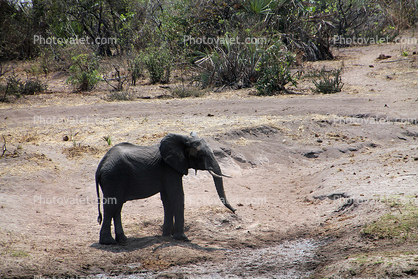 baby African bush elephant (Loxodonta africana), Katavi National Park